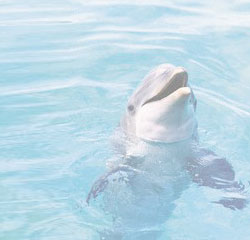 Ihr Urlaubsort Cape Coral